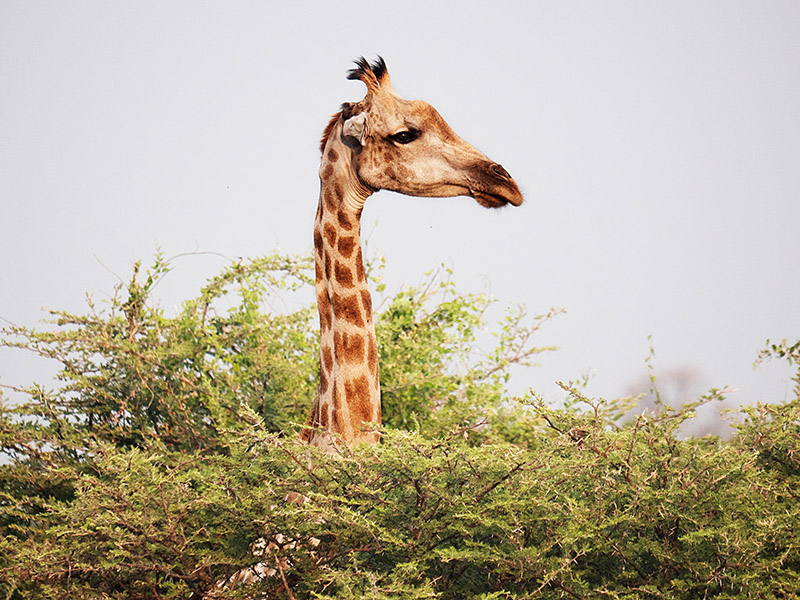 Giraffe zwischen B&auml;umen, die mit ihrem langen Hals &uuml;ber die Zweige schaut.